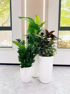 专业打造北仑植物租摆，营造舒适宜人氛围